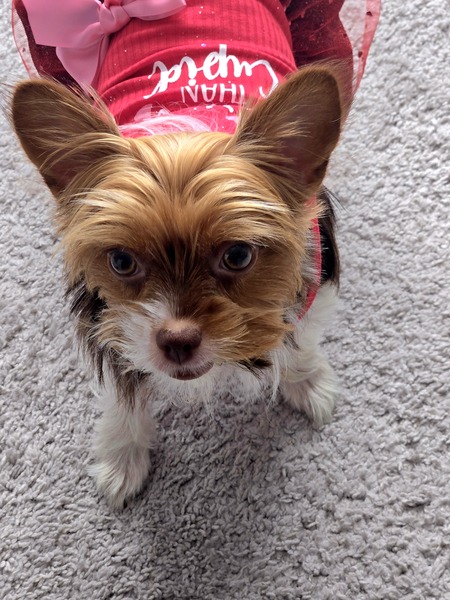 Queen Pup Laena