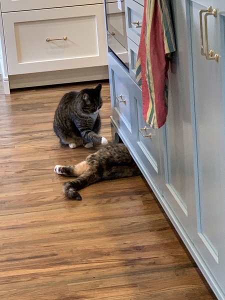 Peanut and Nellie Partners in Crime