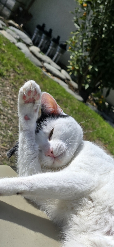 Gertrude 