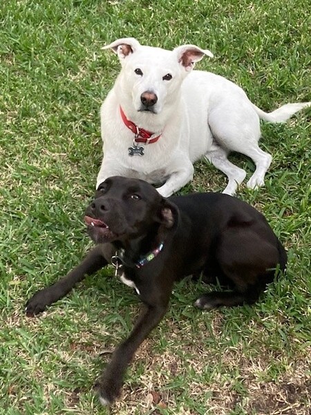 Entry image for Sam (white lab) and Bella  (black mix). Clicking this image will show a larger photo