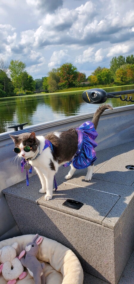 Entry image for Pearl. Clicking this image will show a larger photo
