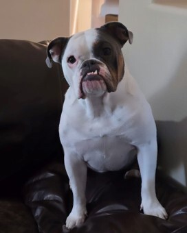 Entry image for Bailey. Clicking this image will show a larger photo