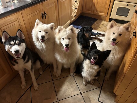 Entry image for Bear, Yogi, Wolfie, Ghost, Buck and Biscuit. Clicking this image will show a larger photo