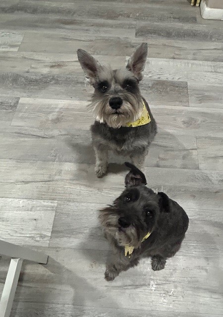 Entry image for Max And Louie. Clicking this image will show a larger photo