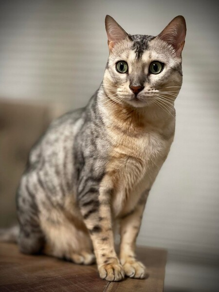 Leo