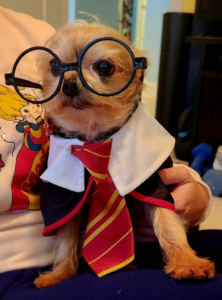 Dobby