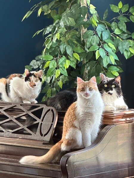 Astrid, Tipsy, and Stella