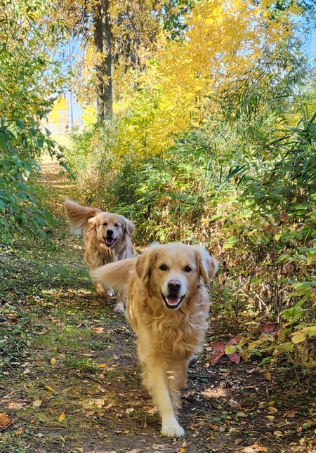 SIMBA & NALA