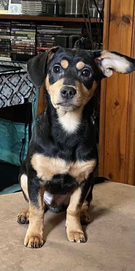 Entry image for Bandit. Clicking this image will show a larger photo