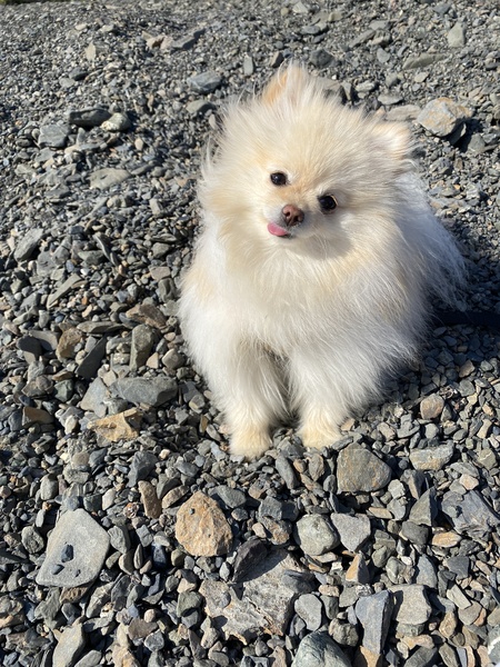 Nori