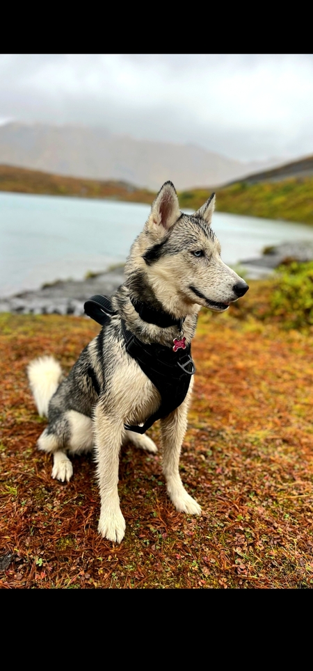Maya