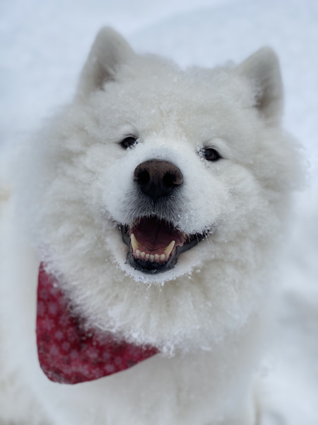Nali