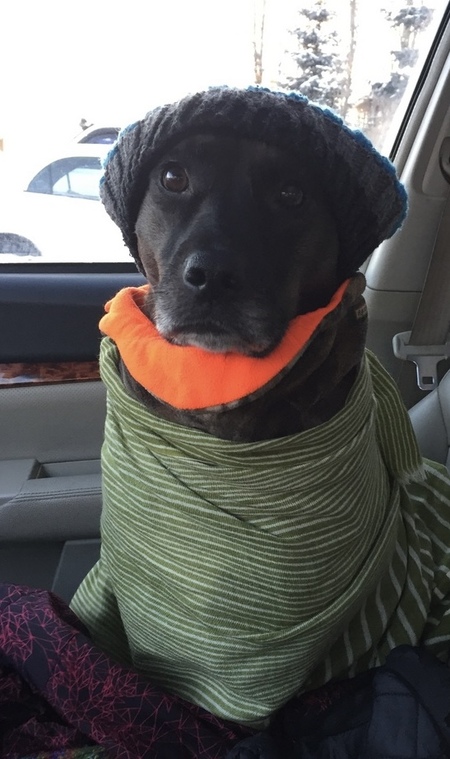 Koa