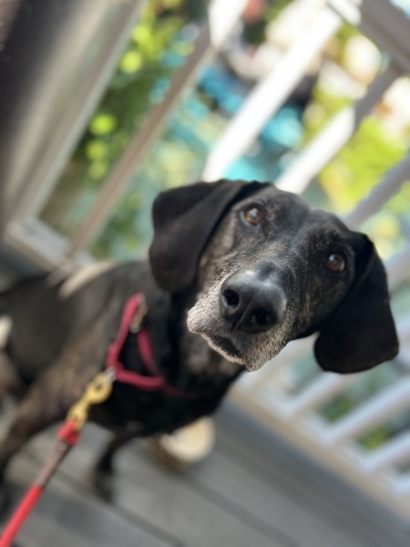 Cooper