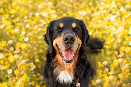 Arlo