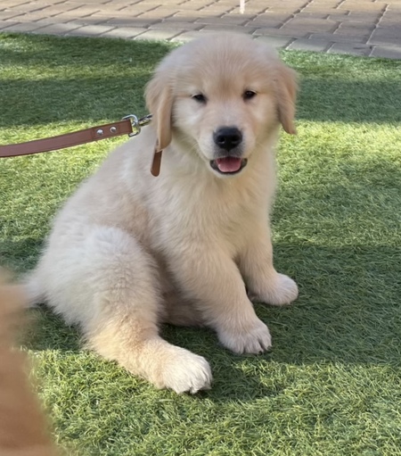 Rigatoni
