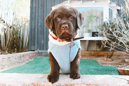 Gus