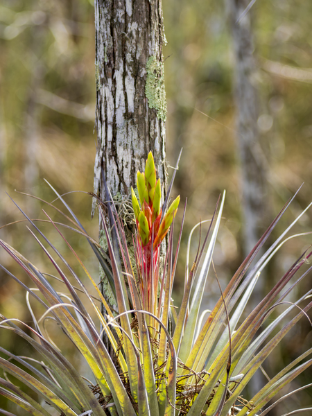 Air Plant Fan