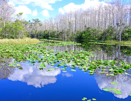 Winding Lily Pads