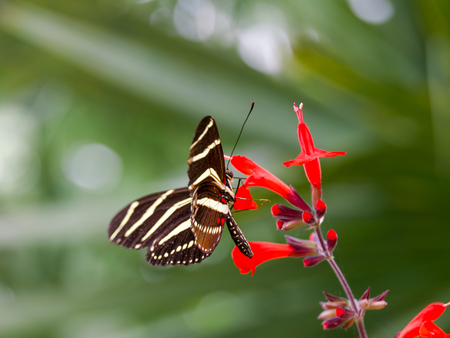 A long sip of nectar