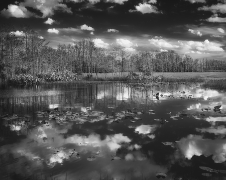 A Watery Reflection