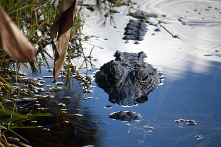 A Gator’s Paradise