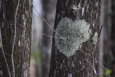 Tree Love