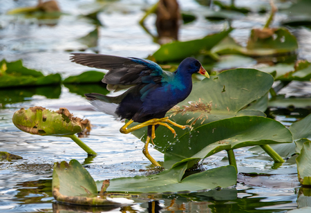 Mighty Gallinule Walking Amongst Mere Lilies