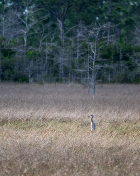 Grassy Solitude