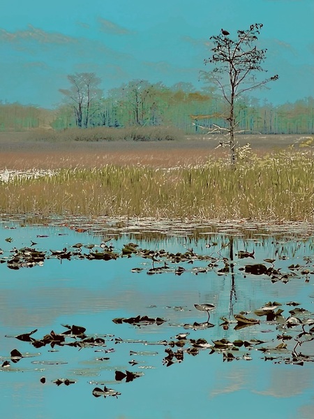 Grassy Waters  IMG_5972