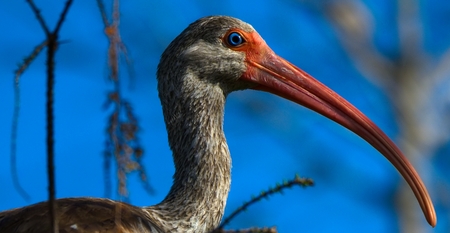 Elegant Nose