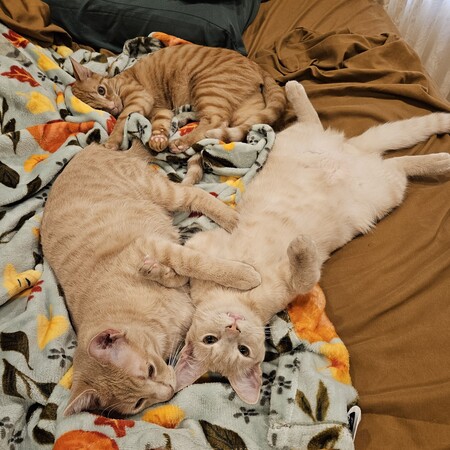 Bamboo, Palomino, and Mushroom
