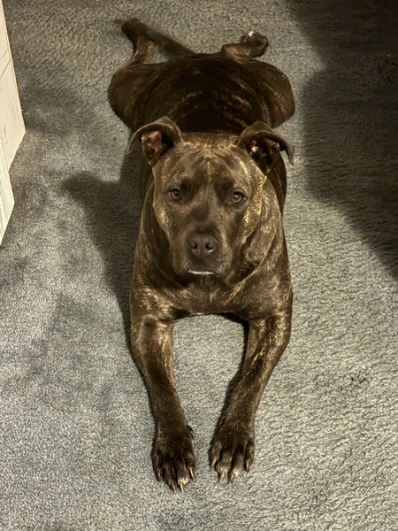 Nova