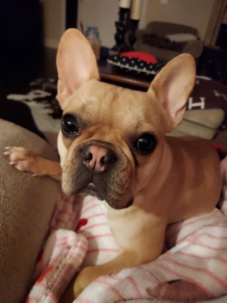 Harlan