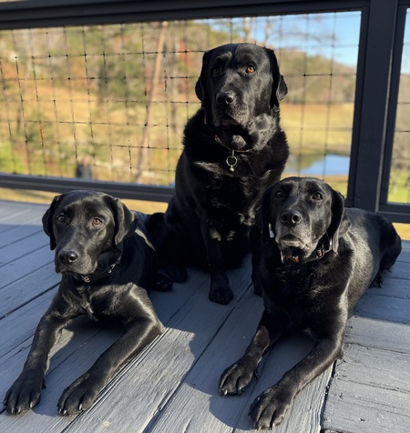 The Deller Dogs (Jolly Rancher, Haribo & Copper)