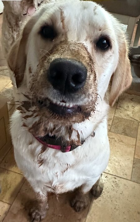 Holly