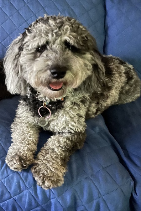 Darcy