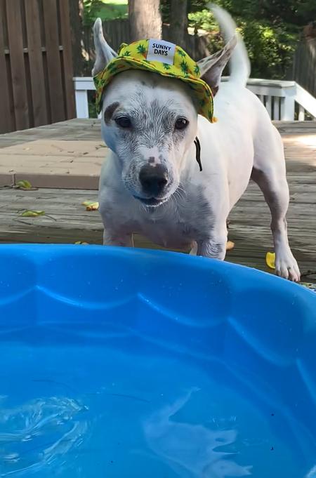 Ollie