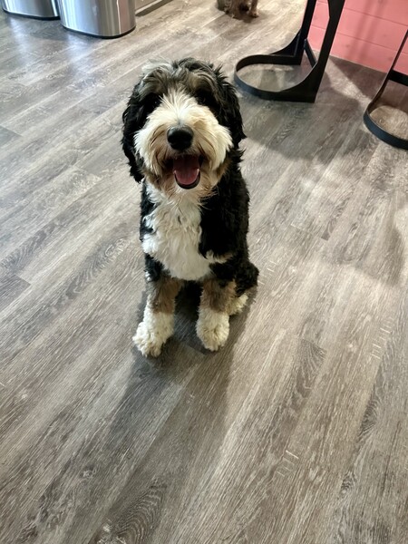 Koa