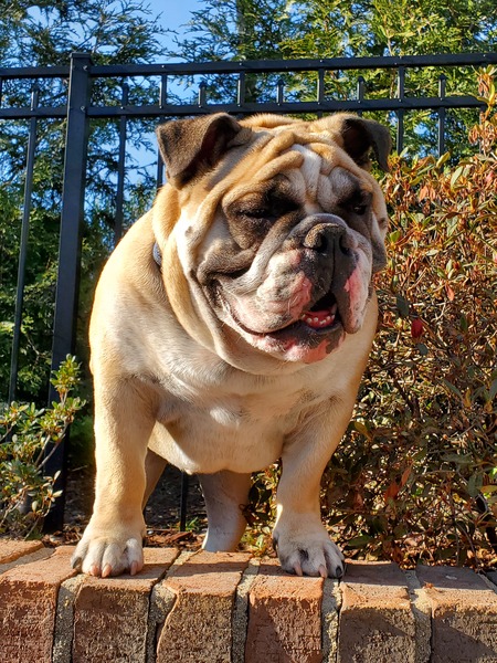 Tank