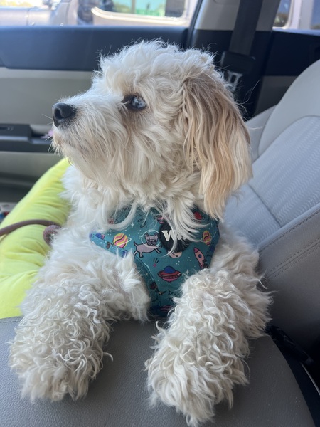 Mr. Waffles