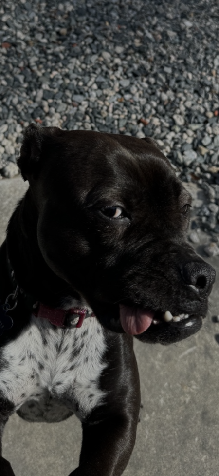 Bitsy