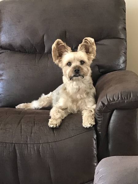 Chewy