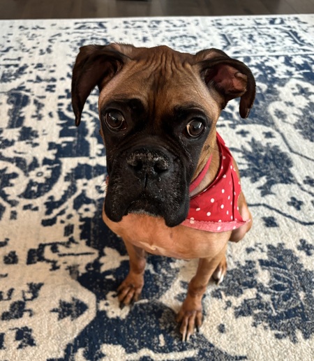 Rudy