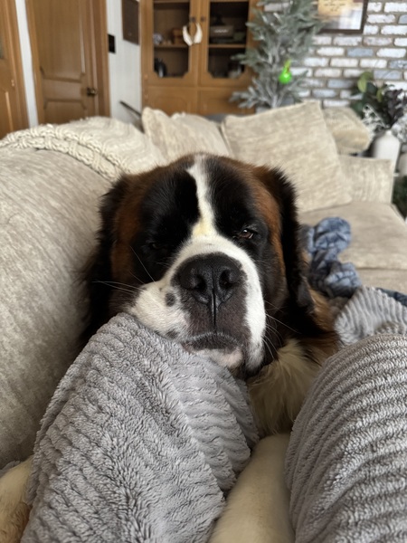 Rocky Rhoad