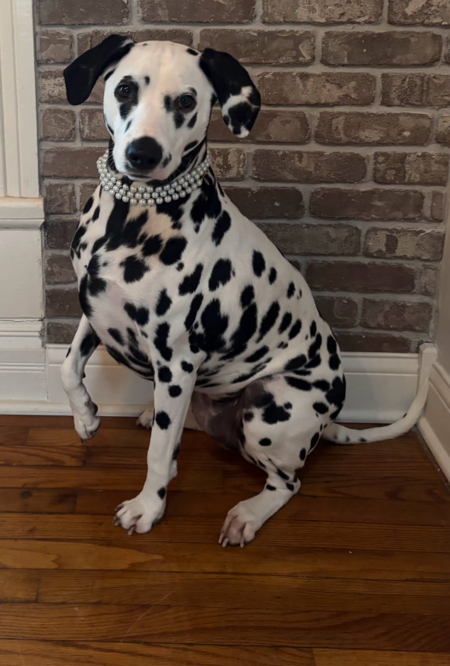 Dottie