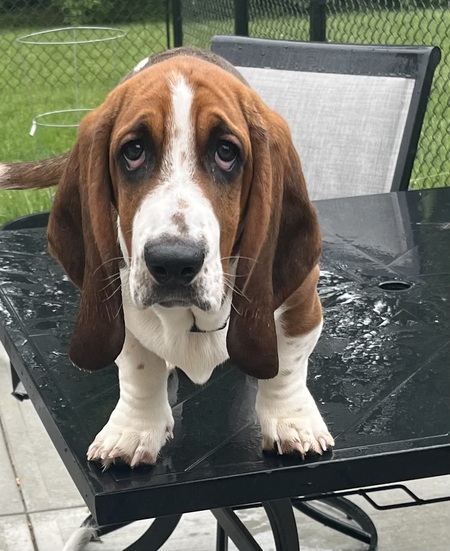 Buddy