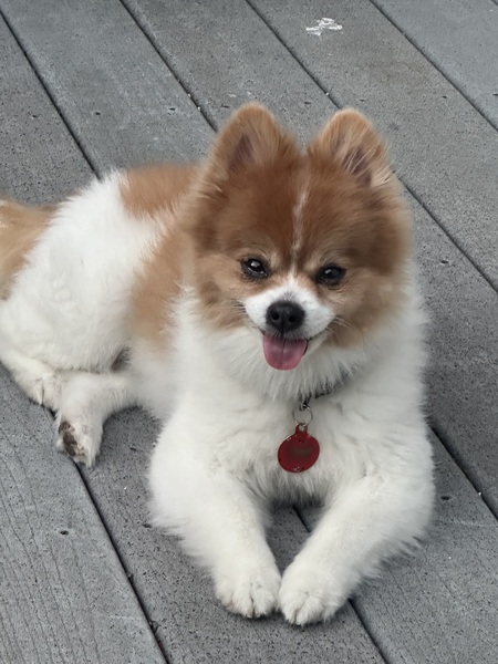 Bear
