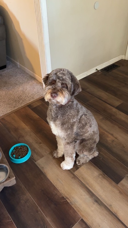 Koda