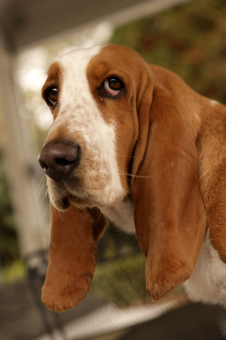Sweet Pea - Rescued Basset Hound